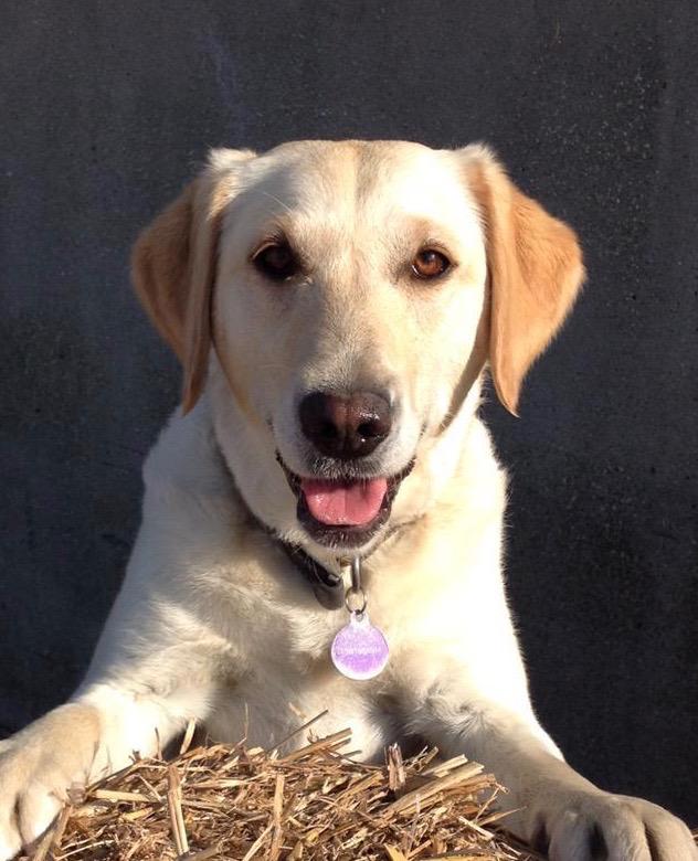Casey’s story: Labrador rediscovers Comfort