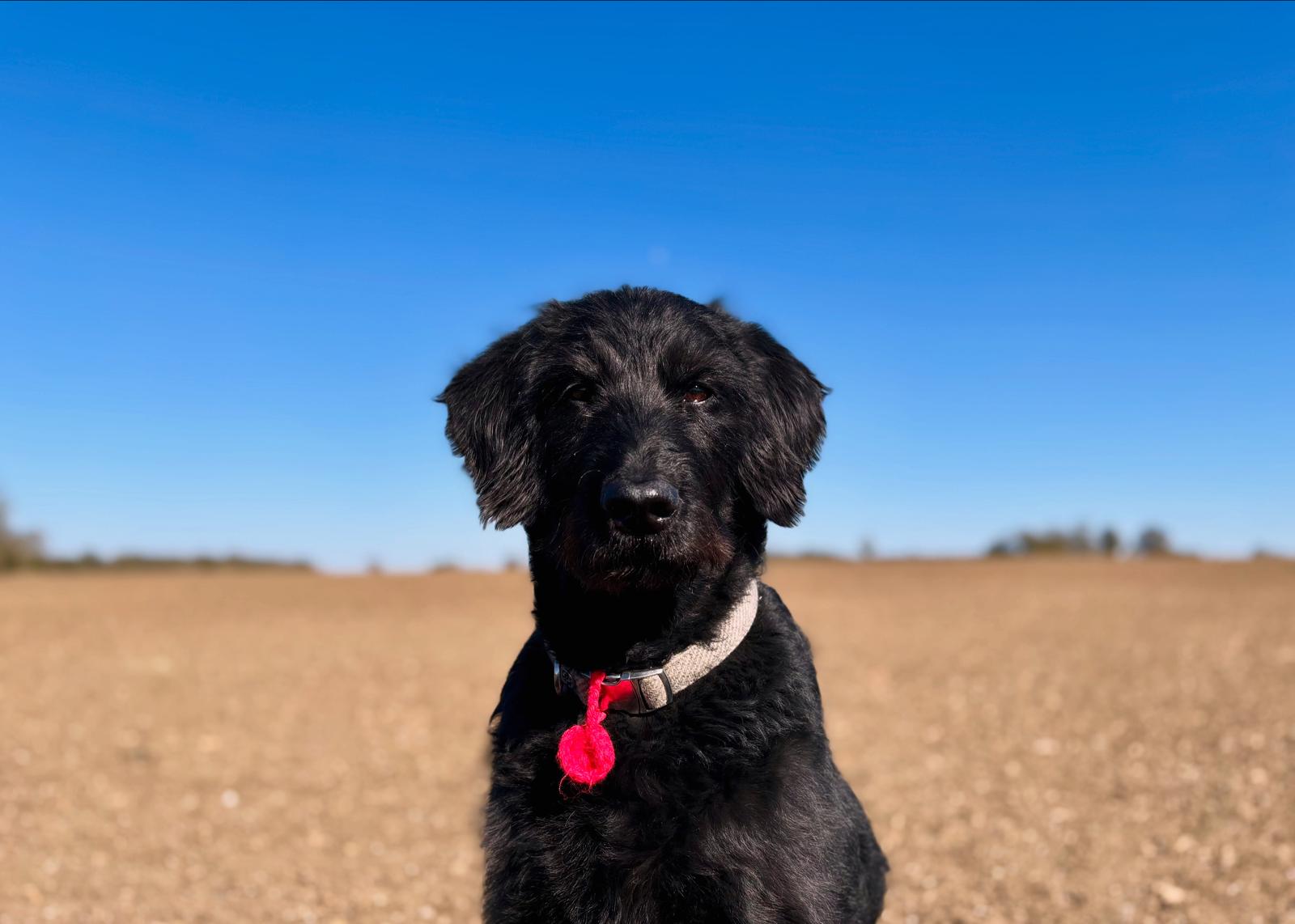 Hope’s story: the dog who inspired Hope Health