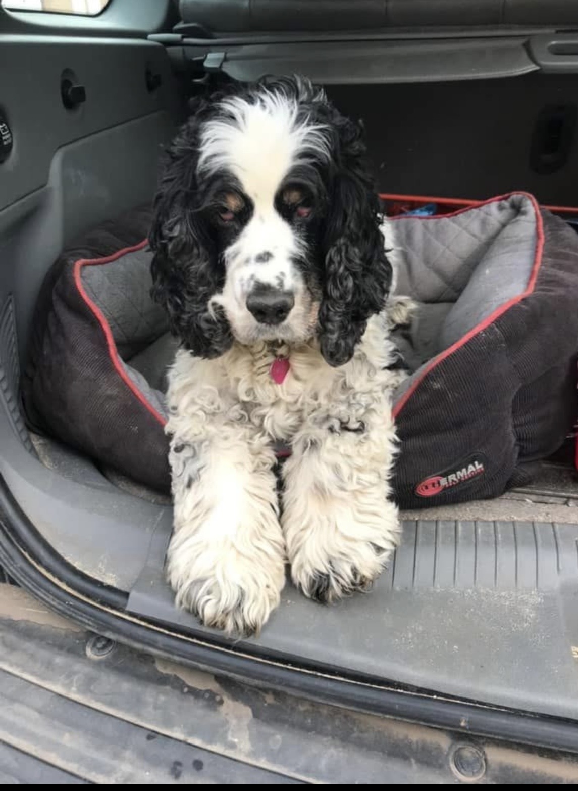 Petal's Story: The Pain of Pancreatitis and Cushings