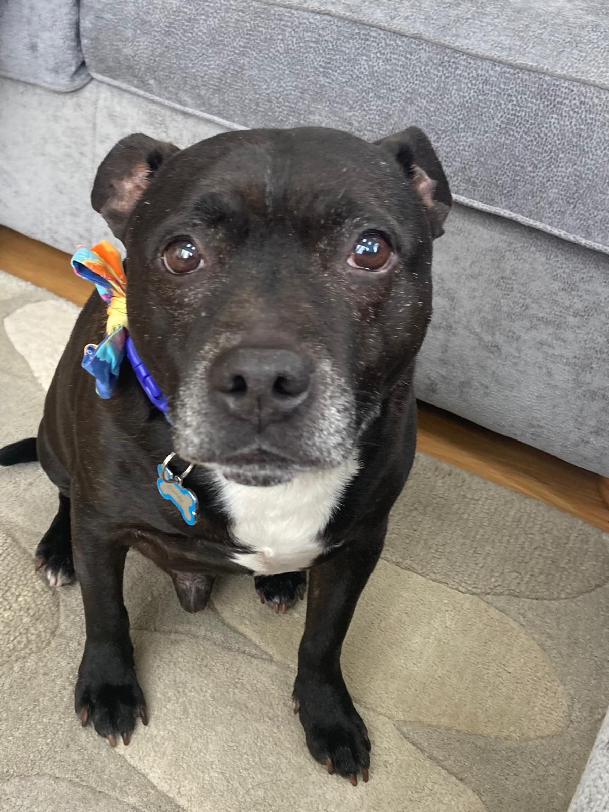 Bennie the Senior Rescue Dog back to normal