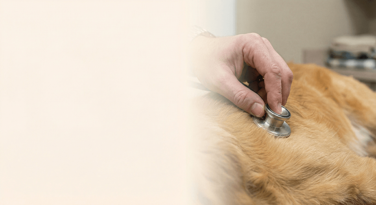 Working Alongside Veterinary Care
